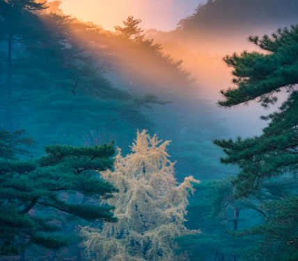 산림기능사 자격증 가이드 썸네일 - 산림 관리 및 임업 국가기술자격증 취득 안내