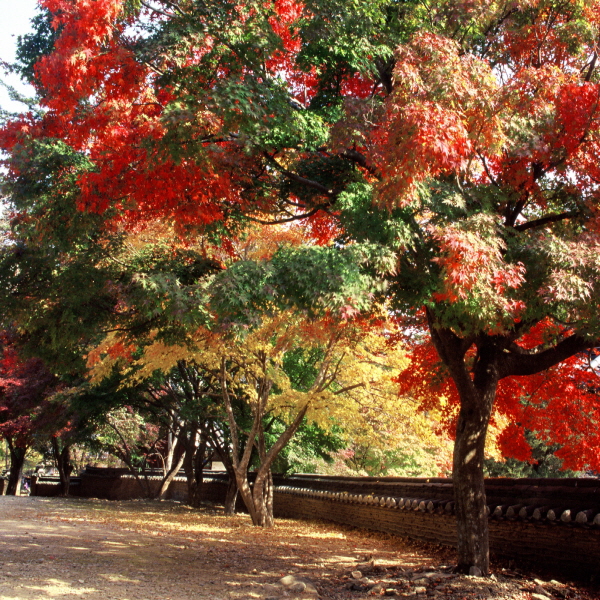 마곡사 가을 단풍 사진