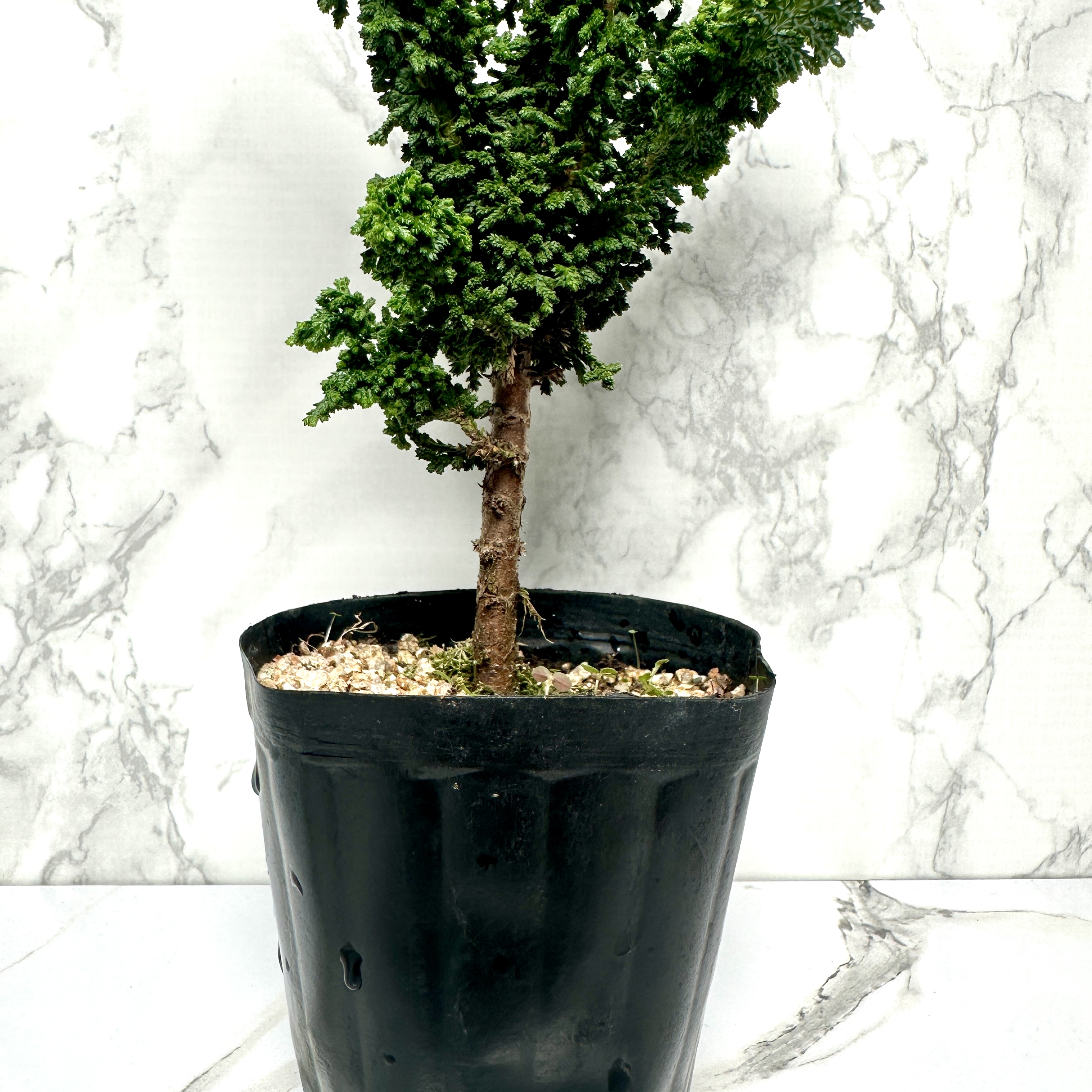 석화회 키우기 나무 분재 삽목