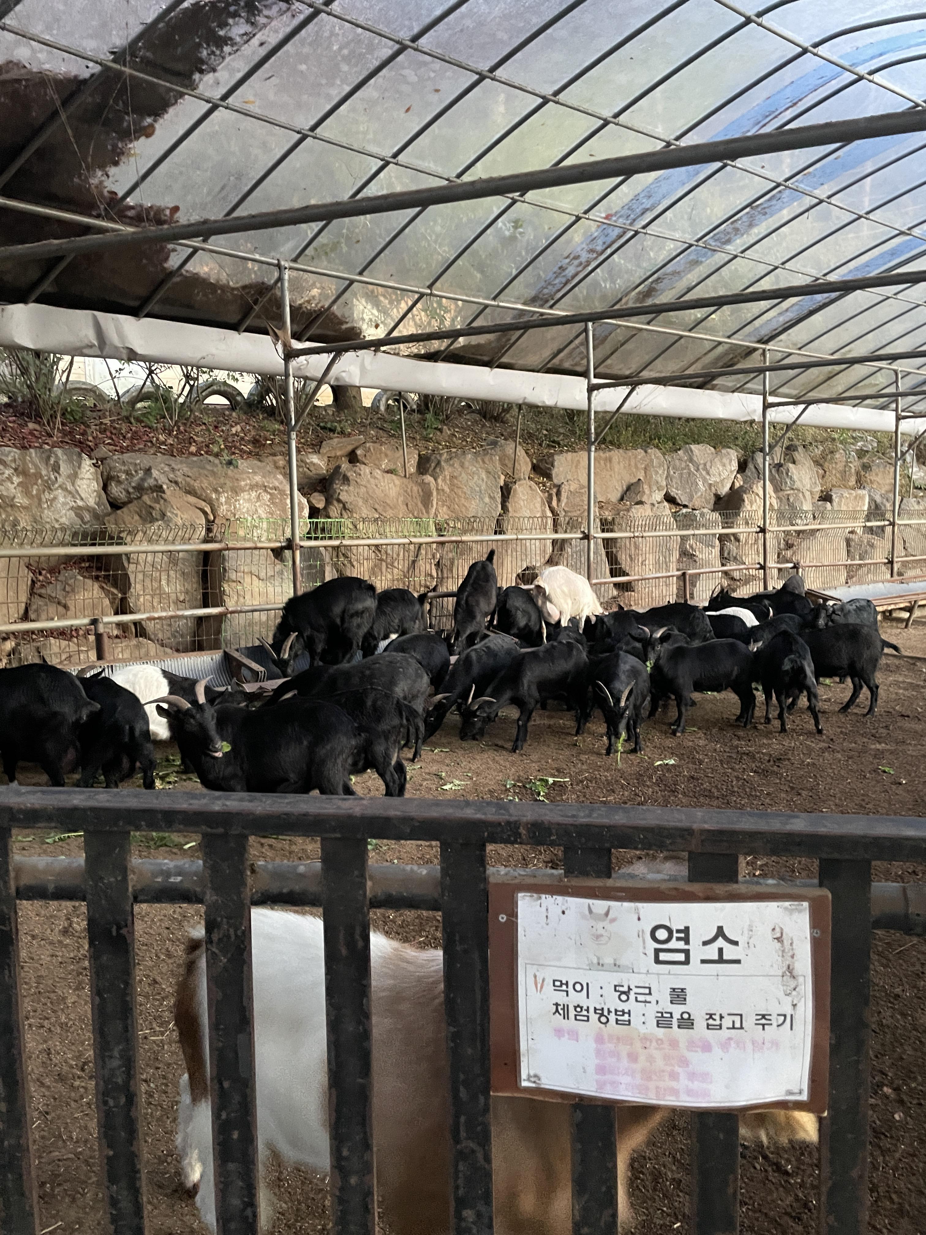 경기도 가족 나들이 추천 장소에 있는 염소들