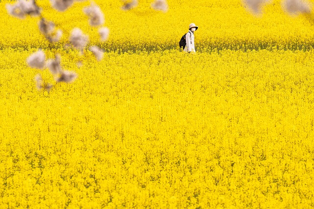 연꽃 유채꽃 제비꽃 철쭉 외 기타 꽃 꿈 해몽 꿈 풀이