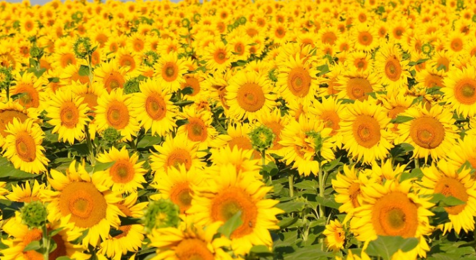 안성 팜랜드 해바라기