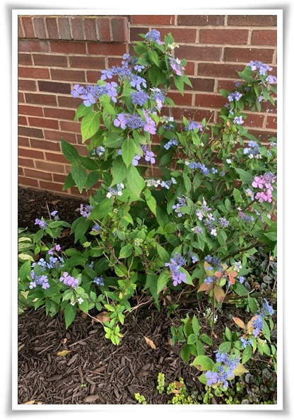 "산수국" 아름다운 매력을 한껏 간직하고 있는 여름 대표 꽃!