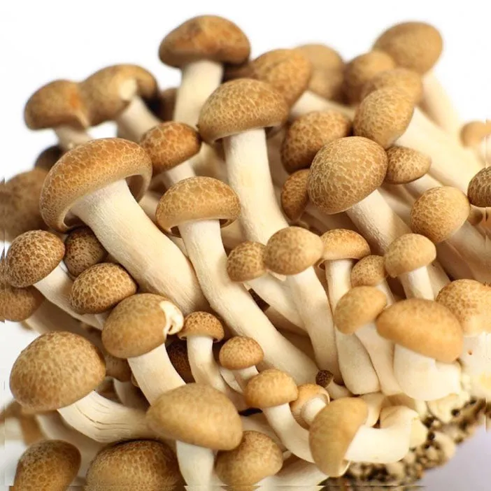 만가닥버섯 효능_3