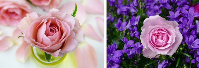 서울 올림픽공원 장미정원