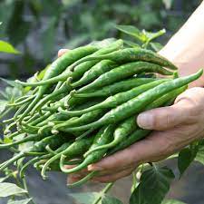 제 20회 밀양무안 맛나향 고추축제 기본일정과 특징 소개