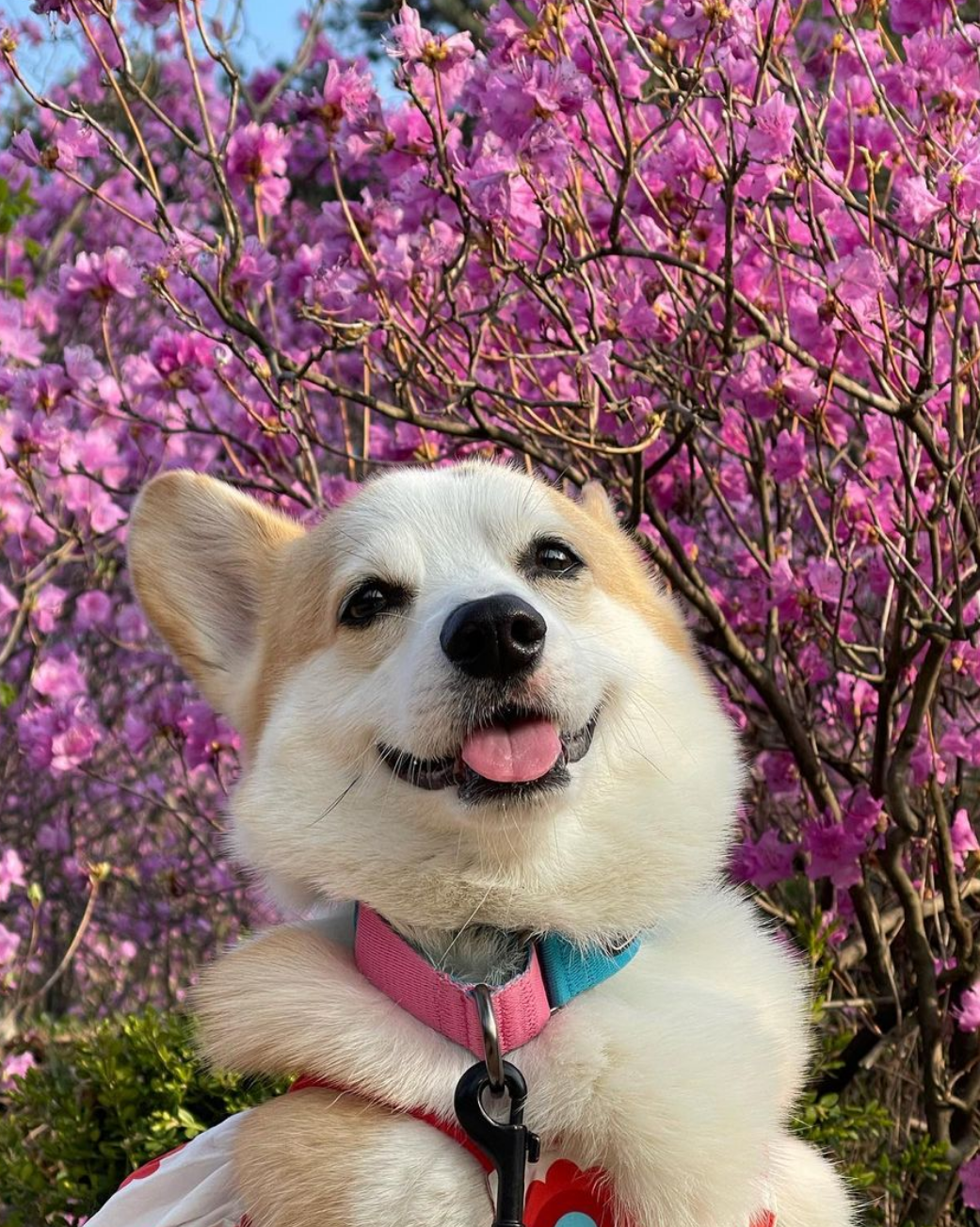 행복해 보이는 웰시코기