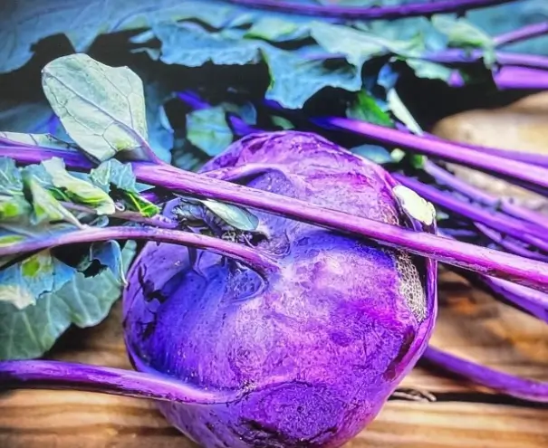 콜라비