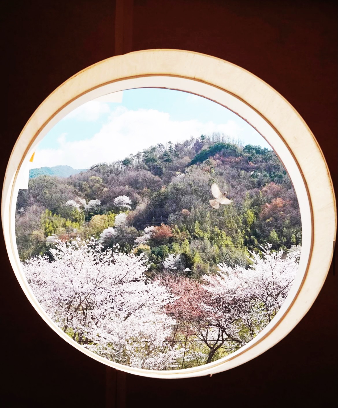 숙소에서 바라보는 벚꽃뷰