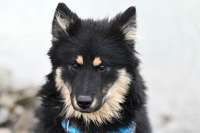 반려견 희귀 면역 질환 면역 매개성 피부염 증상 관리