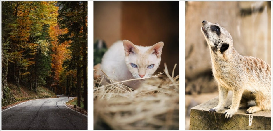 밈(Meme) 단어 유래,유전자에서 시작 깡밈으로 대중화