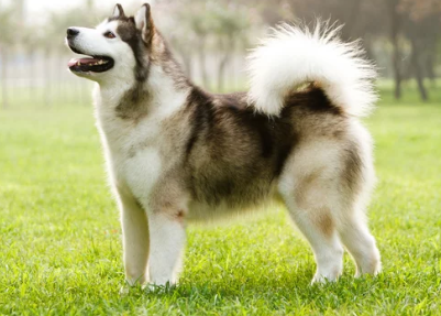 알래스칸 말라뮤트/출처:어도비스톡