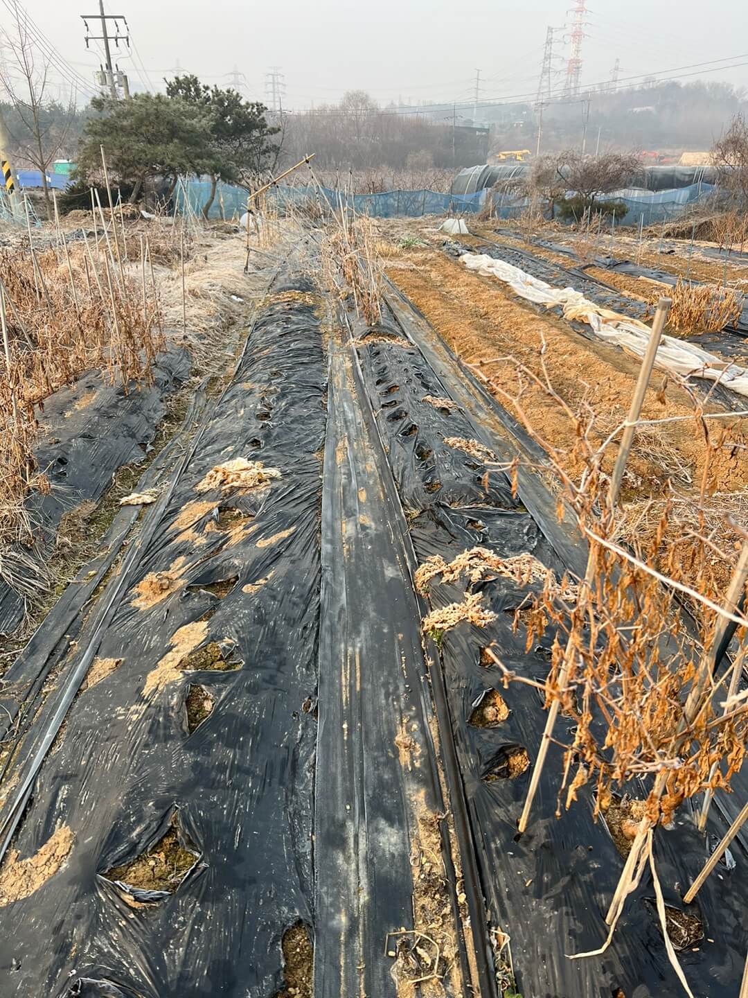 정리하기 전 3월의 밭