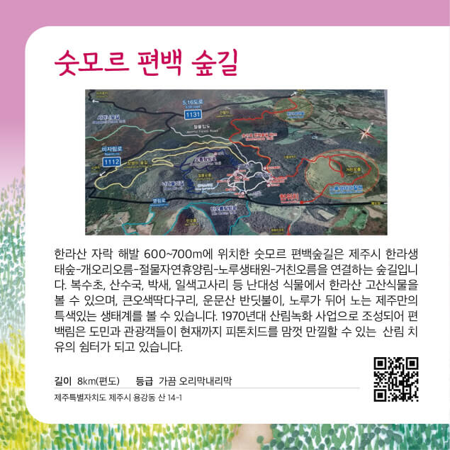 [명품숲길 50선] 제주시 숫모르 편백숲길, 난대림과 고산생태가 만나는 8km 숲의 향기