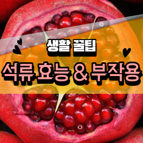 석류 단면