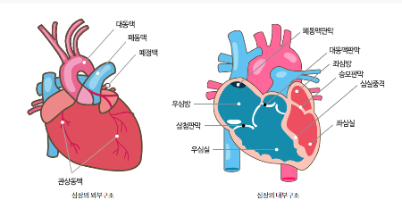 심장구조
