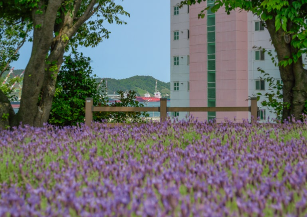 라벤더