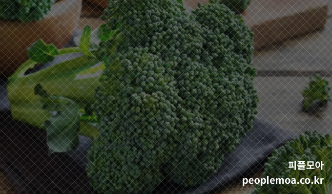 채소를 건강하게 먹는 방법3