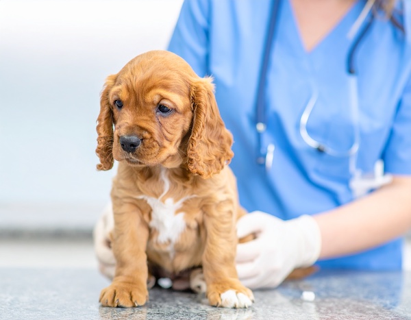 광견병 예방접종을 맞는 강아지