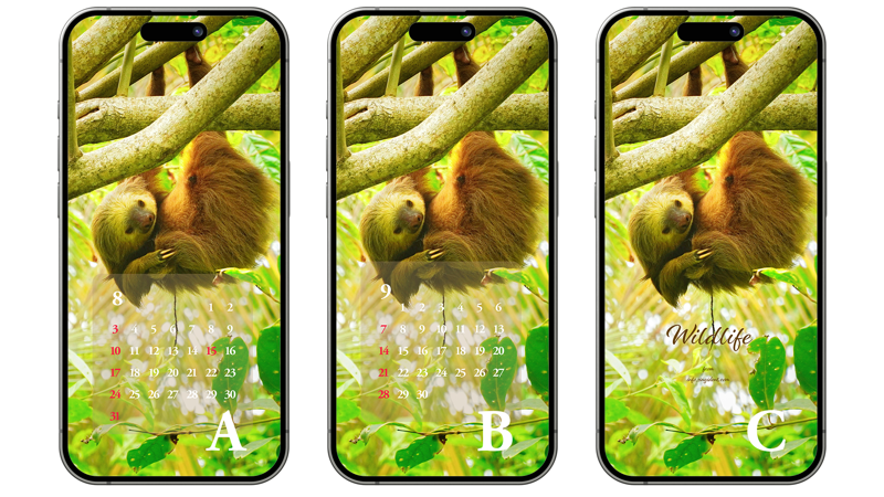 12 거꾸로 매달린 나무늘보 ABC - 2025년8월 아이폰배경화면