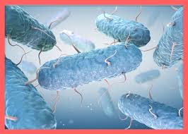 노로바이러스 치료법 -바이러스