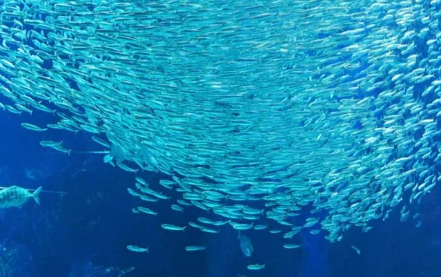 후쿠오카-마린월드-우미노나카미치-수족관-헤엄치는-물고기들