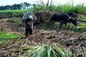 폴리코사놀 효능 부작용 (3주 섭취 후기)