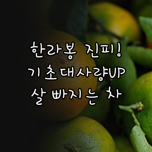 기초대사량 높여주는 한라봉 진피차 효..