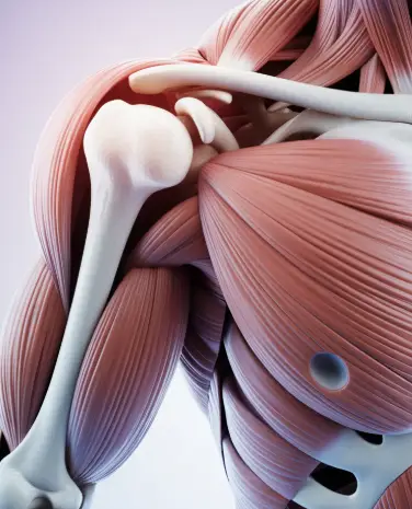 어깨 관절 근육