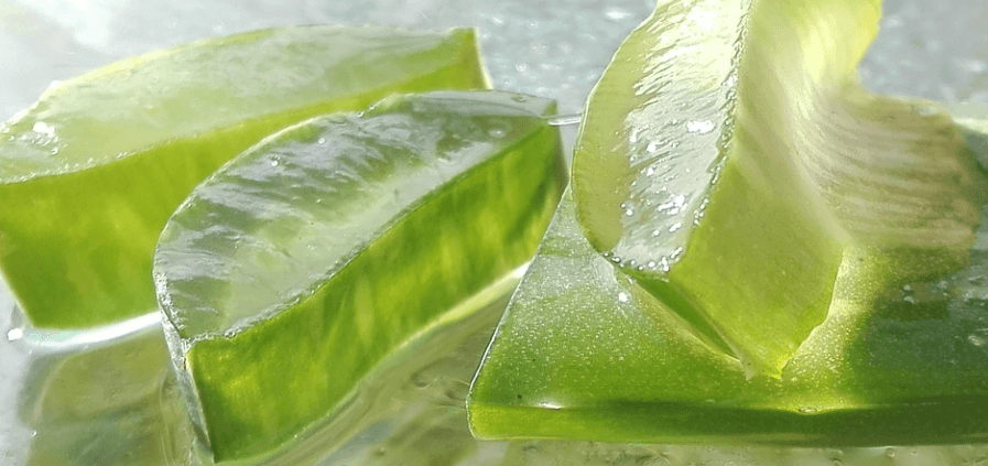 가지런히 잘라져 있는 알로에