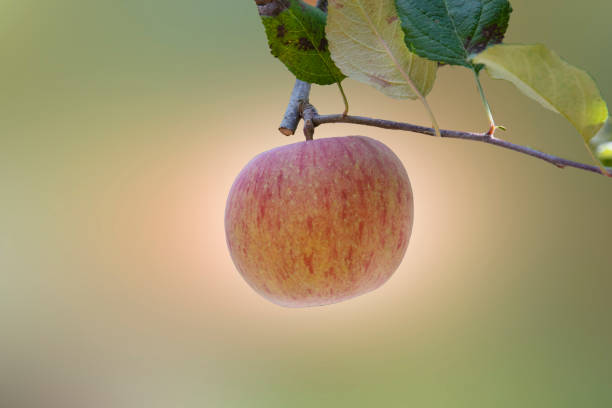 수경재배 작물의 영양 가치 변화 분석 (토양재배 vs 수경재배 비교)