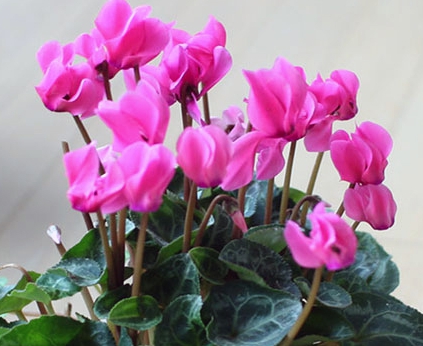 겨울 꽃 시클라멘