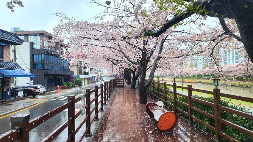 카페거리 밪꽃