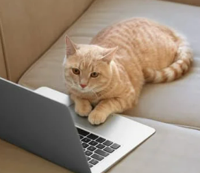 고양이 꿈 해몽 길몽 흉몽 재물운 총정리