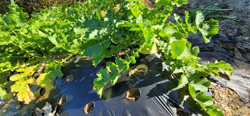 초록색의 풍성한 잎사귀와 그아래 하얀무가 검정비닐 멀칭 위로솟아 올라온 상태로 밭에서 수확하기 직전의 무 사진