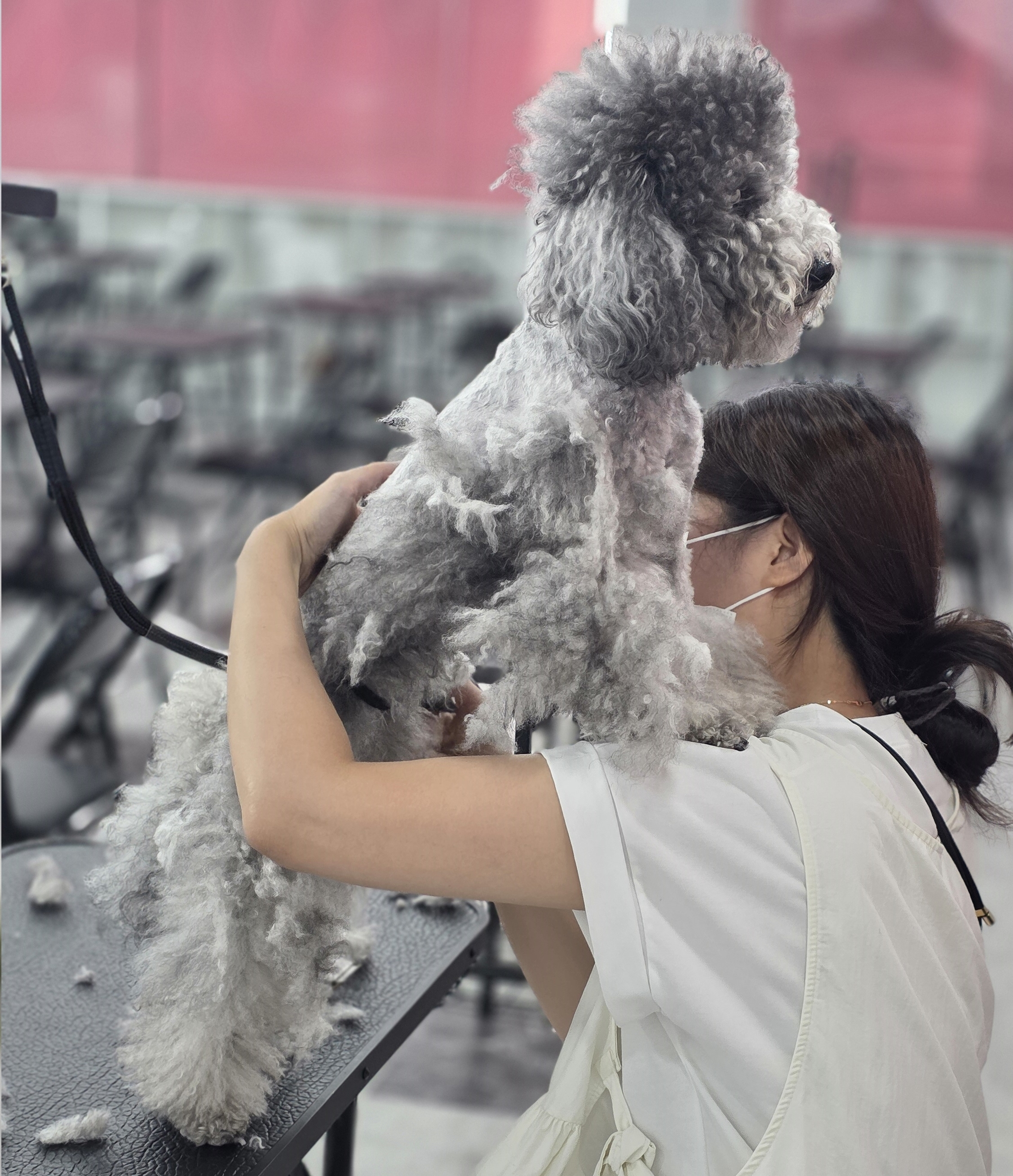 서면애견미용취업