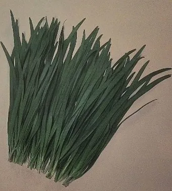 부추 재배 포기 나누기 덧비료 수확 반복_7