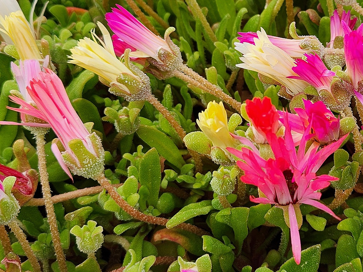 리빙스턴데이지 Livingstone Daisy