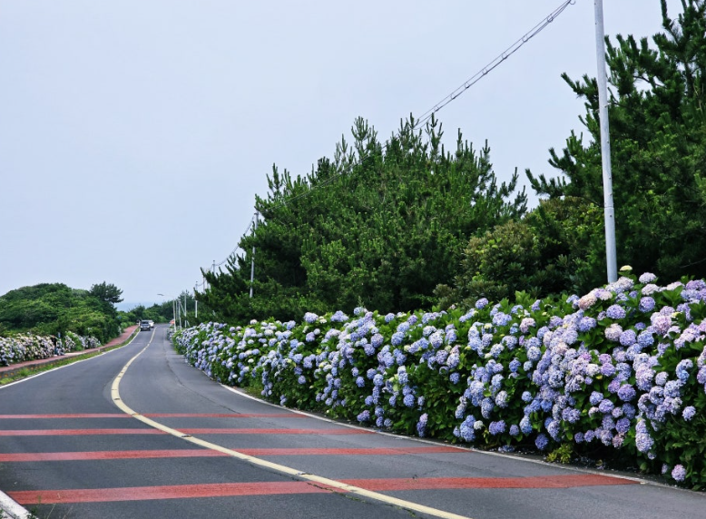 제주 종달리 수국길, 바다와 함께 만나는 여름의 보석길