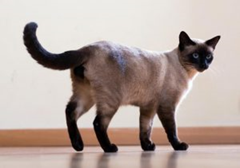 샴 고양이 이미지 - 3