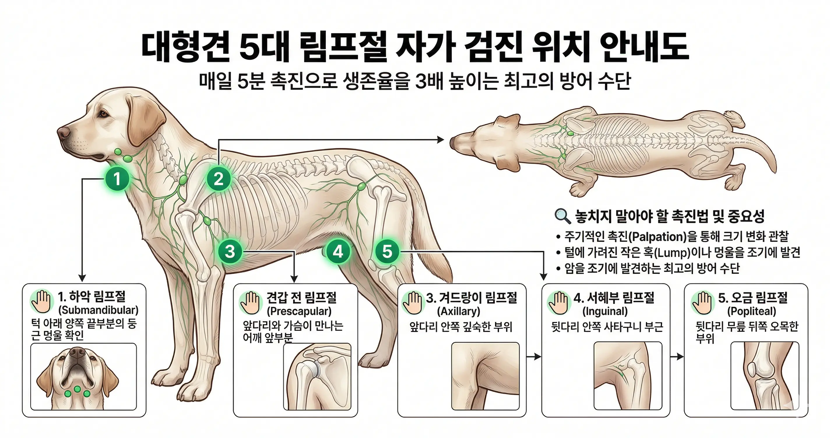 대형견 5대 림프절 자가 검진 위치 안내도