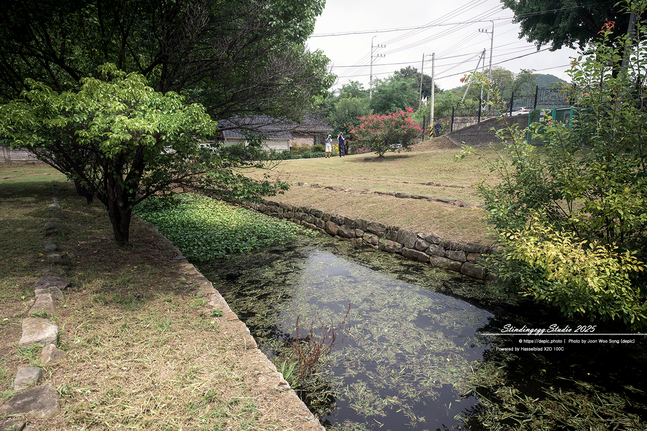 #안동 #체화정 #연꽃 #연못 #배롱꽃