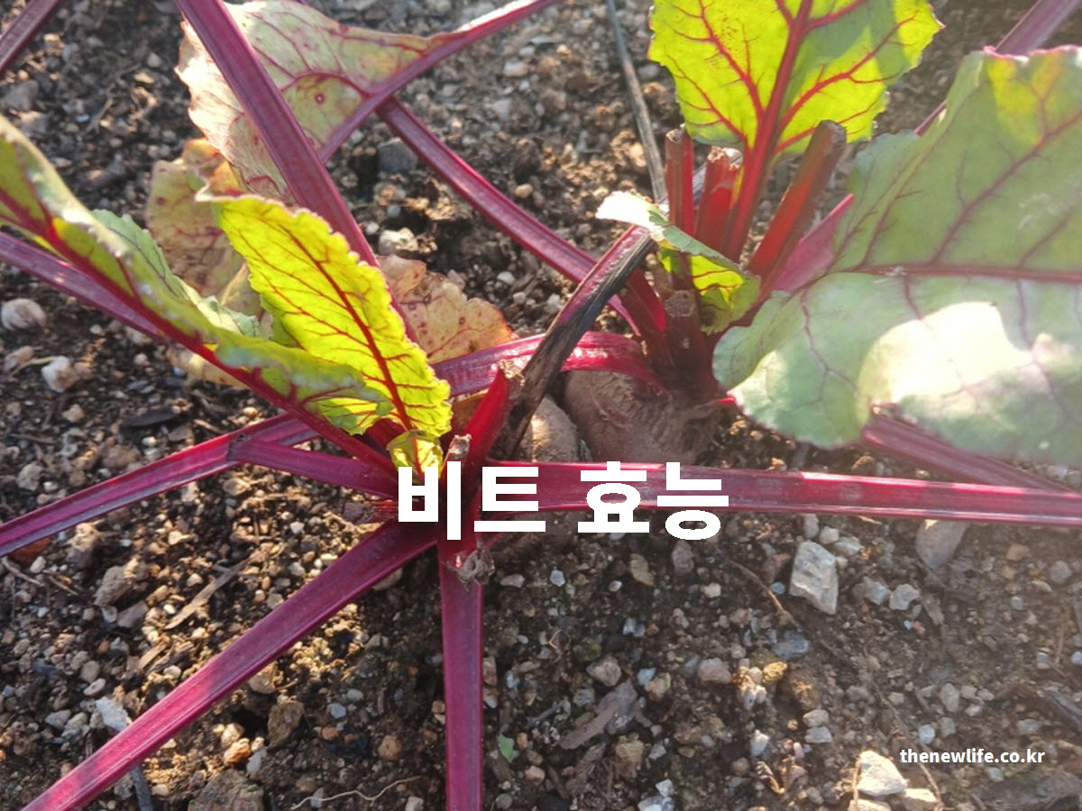 비트 효능 대표 실사진