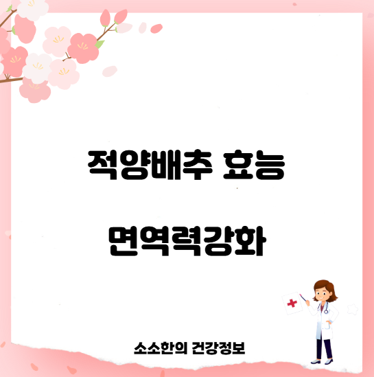 적양배추 효능 면역력강화