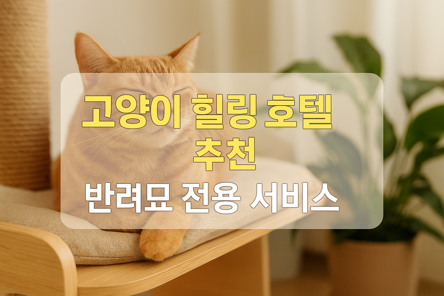 고양이 힐링 호텔 추천과 반려묘 전용 서비스
