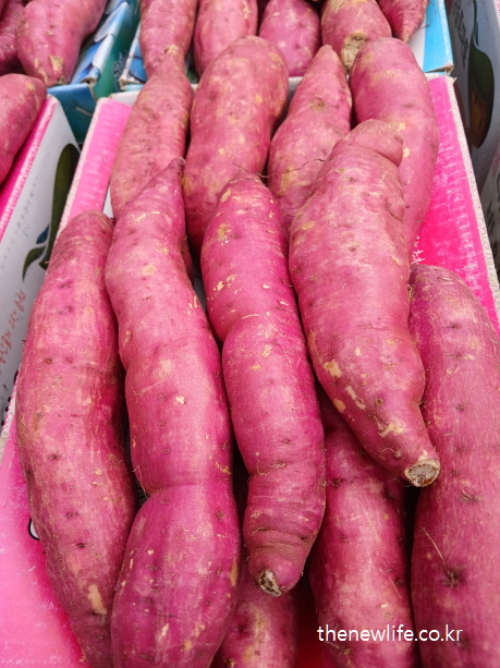 탄수화물 부족 증상 예방에 좋은 복합 탄수화물 - 고구마