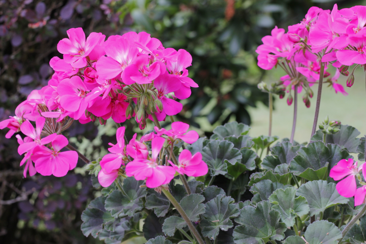 제라늄 키우기 삽목 종류 잎이 노래지는 이유 물주기 가지치기 꽃말 분갈이