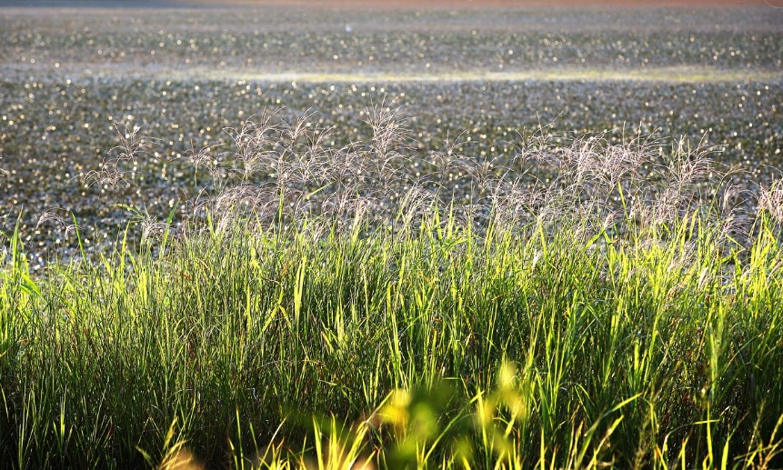 창녕우포늪 관련사진