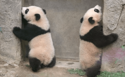 에버랜드 쌍둥이 판다 구별법: 루이바오 후이바오 공개!