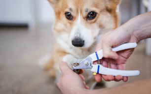 강아지 발톱깍기/출처:어도비스톡